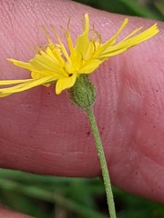 Crepis capillaris