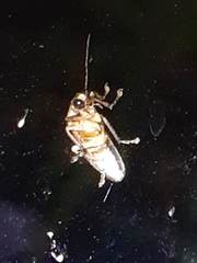 Photinus