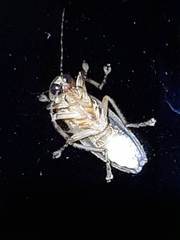 Photinus
