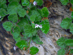 Lobelia ardisiandroides