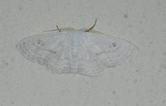 Problepsis digammata