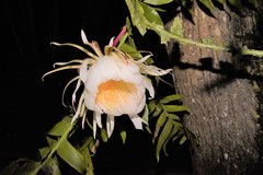 Epiphyllum chrysocardium