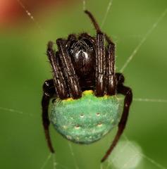 Araneus apricus