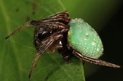 Araneus apricus