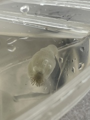 Paranthus rapiformis