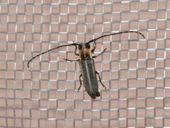 Essostrutha binotata