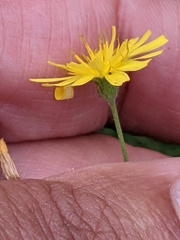 Crepis capillaris