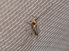 Essostrutha binotata