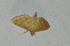 Syngamia latimarginalis