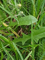 Crepis capillaris