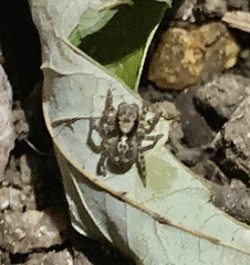 Naphrys pulex