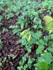Corydalis balansae