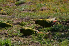 Enicognathus ferrugineus