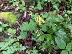 Corydalis balansae