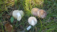 Russula versicolor