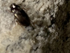 Carabidae
