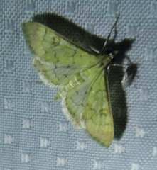 Mimorista