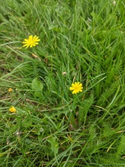 Crepis capillaris