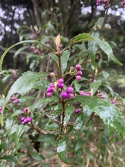 Callicarpa randaiensis
