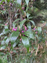 Callicarpa randaiensis