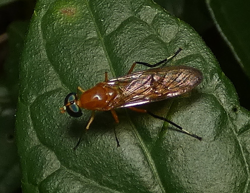 Mosca soldado