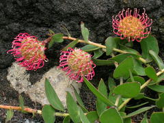 Leucospermum cordatum