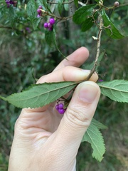 Callicarpa randaiensis