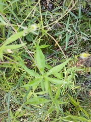 Ipomoea ternifolia