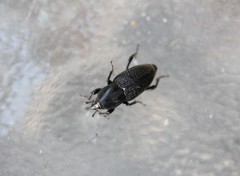Sphenophorus cicatristriatus