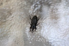 Sphenophorus cicatristriatus