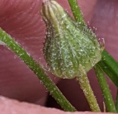 Crepis capillaris