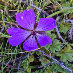 Geranium drakensbergensis