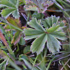 Geranium drakensbergensis
