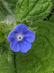 Pentaglottis sempervirens