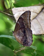 Morpho menelaus amathonte