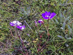 Geranium drakensbergensis