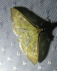 Mimorista