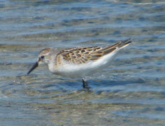 Calidris minuta