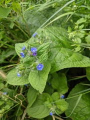 Pentaglottis sempervirens