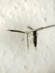 Lioptilodes albistriolatus