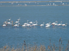 Phoenicopterus roseus