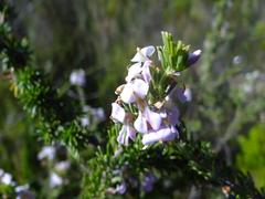 Indigofera pappei