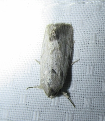 Catabenoides