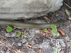 Lycodonomorphus inornatus