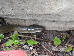 Lycodonomorphus inornatus