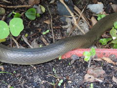 Lycodonomorphus inornatus