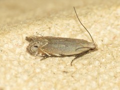 Battaristis concinnusella