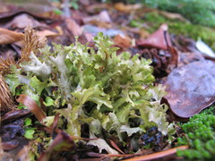 Tuckermanopsis subalpina