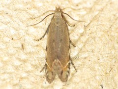 Battaristis concinnusella