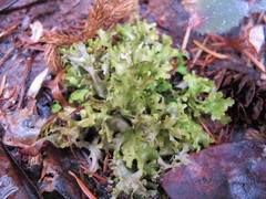 Tuckermanopsis subalpina